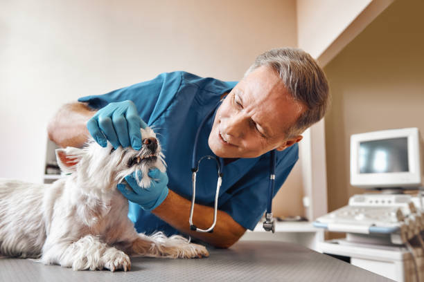 Best Pediatric Emergency Dentist in North Wilkesboro, NC
